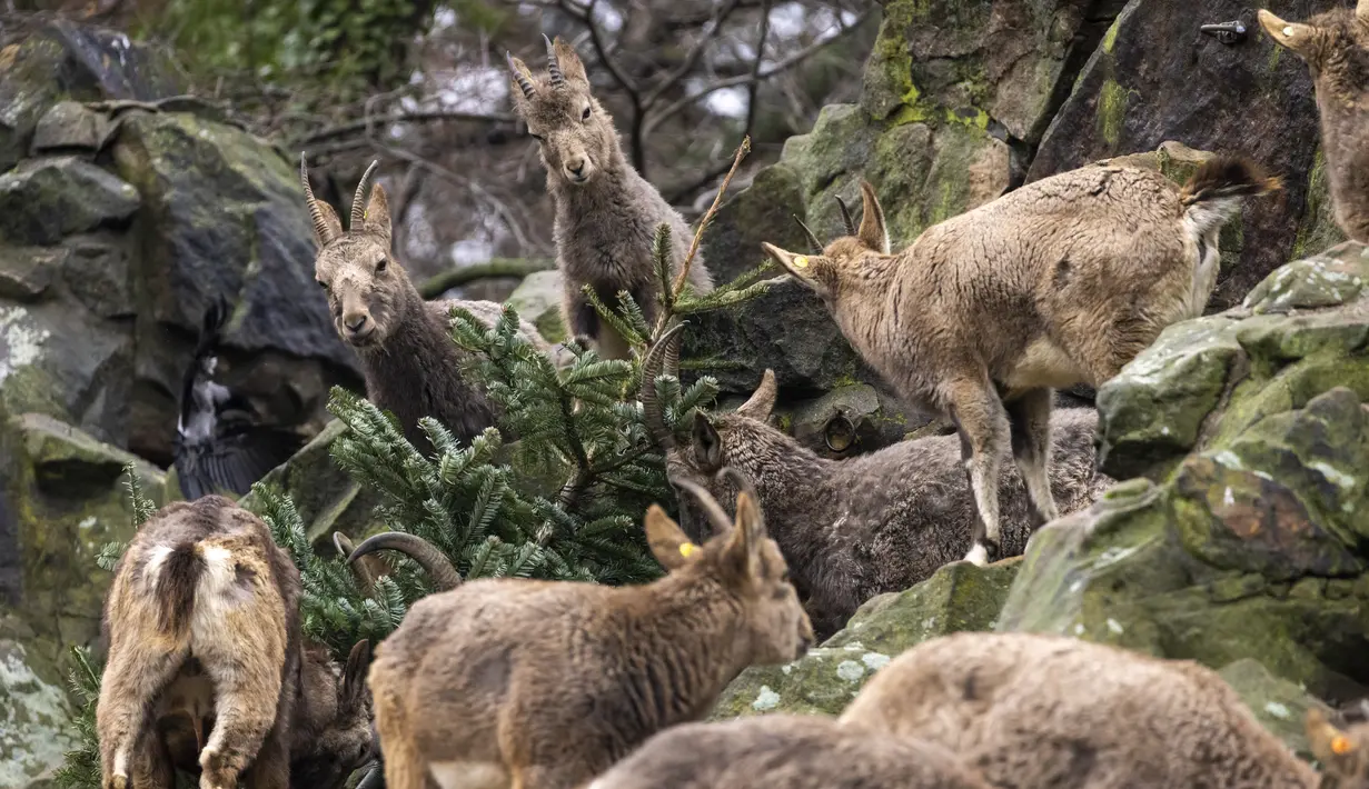 Kambing gunung berpesta dengan pohon Natal di Kebun Binatang Berlin, Jerman, pada Rabu (29/12/2021). Banyak pohon Natal yang tersisa setelah perayaan berakhir sebagai makanan berbagai hewan di kebun binatang Berlin. (Odd ANDERSEN / AFP)