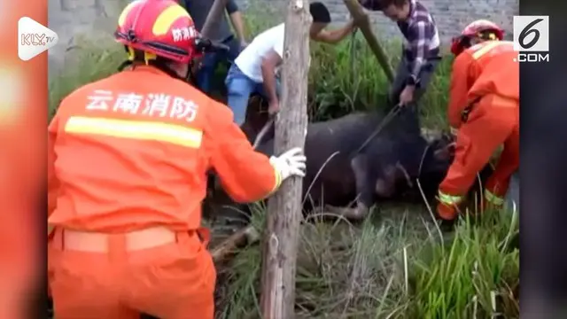 Seekor kerbau jatuh ke dalam sumuru di Profinsi Yunnan. Petugas pemadam kebakaran dan warga setempat melakukan upaya penyelamatan.