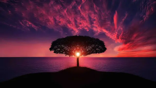 Senja