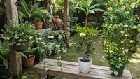 Cara Memilih Jenis Hoya yang Tepat, dari Bentuk Tumbuh hingga Kebutuhan Cahaya Rumah