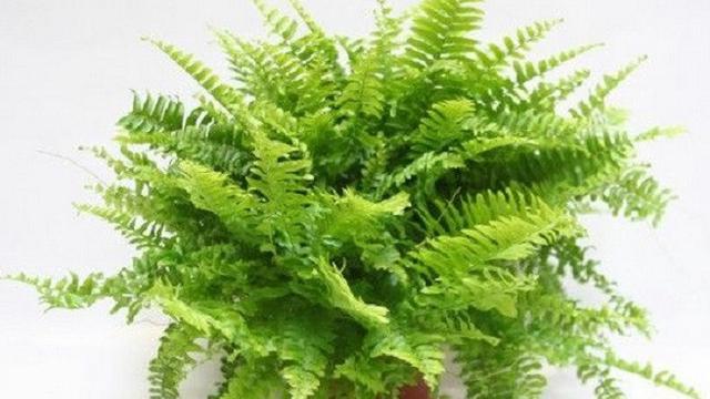 7 Tanaman Hias yang Berfungsi Untuk Membersihkan Udara