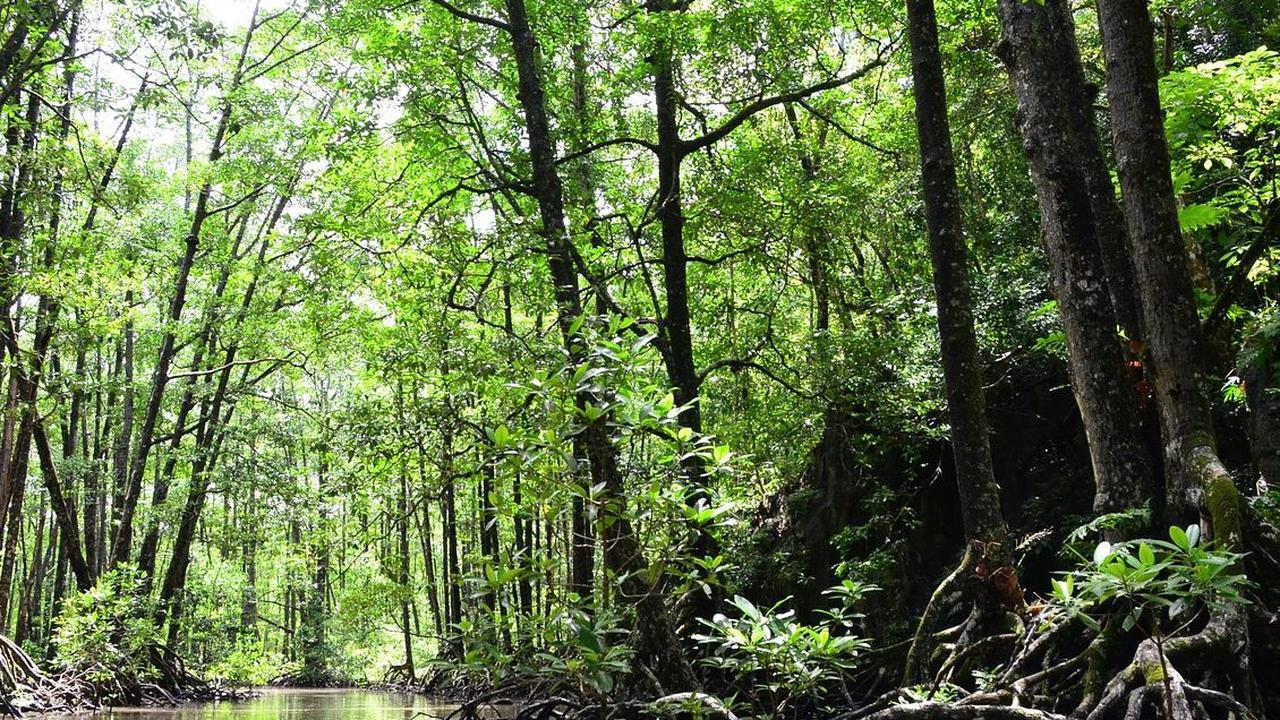 Wisata Mangrove Karimunjawa