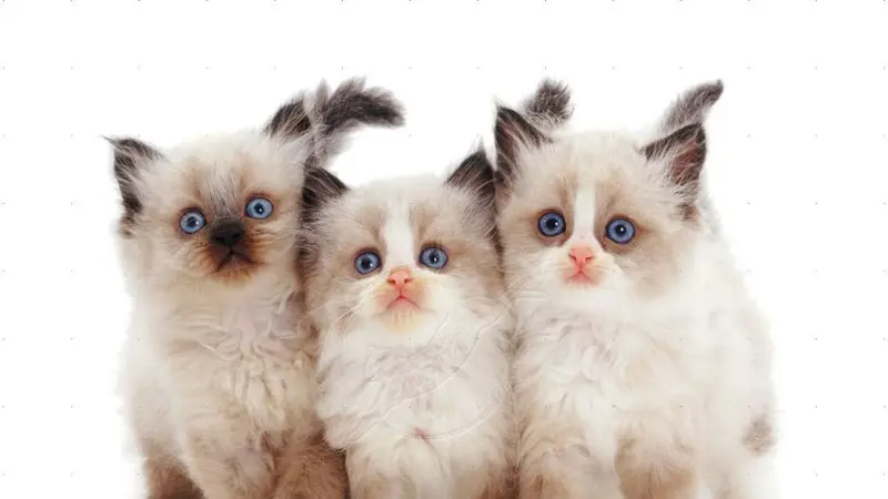 13 Ras Kucing Paling Menggemaskan, Kamu Mau Pelihara yang Mana?
