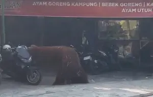 Orang Utan Solo Safari Kabur Masuk Warung Ayam Goreng, Pengelola Buka Suara