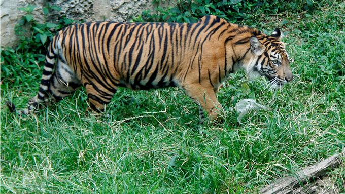 apa penyebab kelangkaan harimau sumatera Menjadi Harimau Sumatera Tertua Di Dunia Djelita Disuntik 