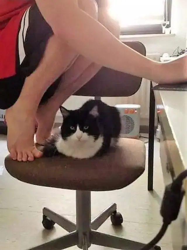 6 Potret Orang Terpaksa Mengalah Dari Kucing Ini Bikin Senyum