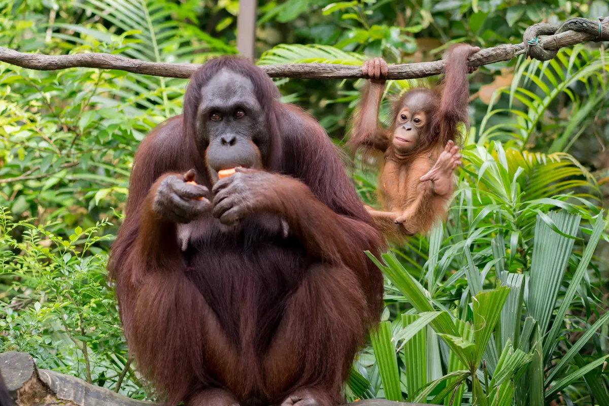 Keberadaanya Terancam Punah, Kiehl’s Ajak Masyarakat Menjaga Kelestarian Orang Utan
