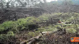 Citizen6, Asahan: Aksi perusakan hutan tepatnya di Batu Rosak, Aek Batu, Desa Aek Nagali dan di Aek Gorat, Dolok Nauli, Dolok Bartong, Desa Hutarau, Kecamatan Bandar Pulau, Kabupaten Asahan. (Pengirim: Tombak Nagara)