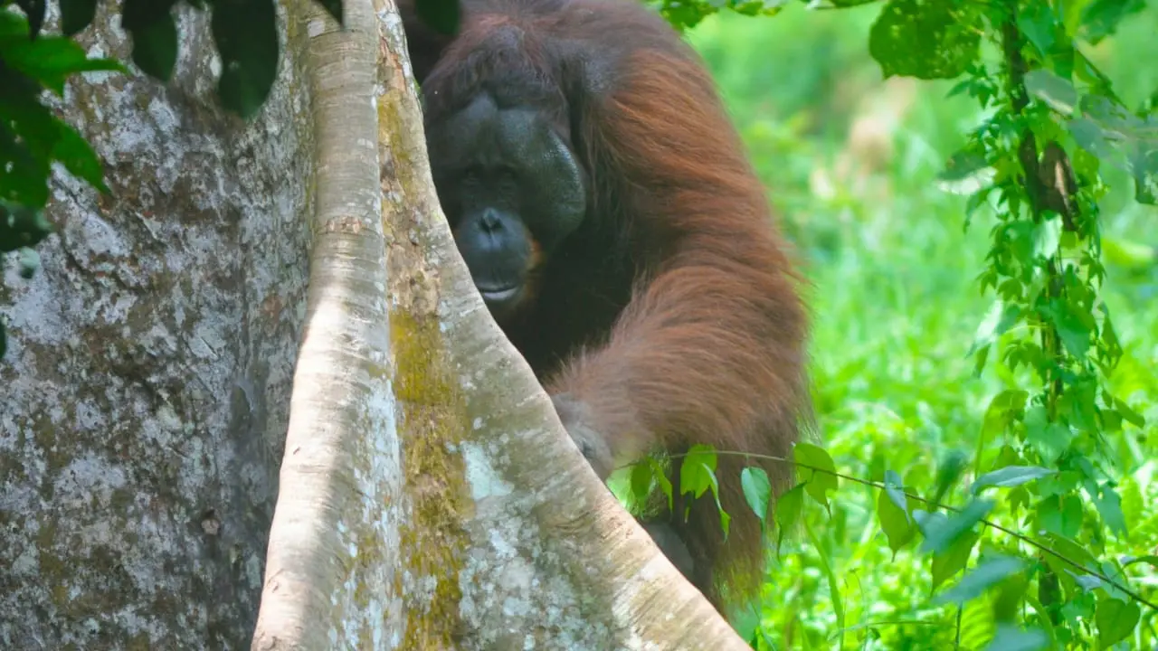 Langkah Antisipasi Agar IKN Tak Ganggu Kehidupan Orangutan Kalimantan