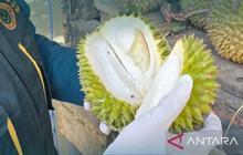BKHIT Maluku Pastikan Durian Maluku Bebas Hama Penyakit Menuju Sorong
