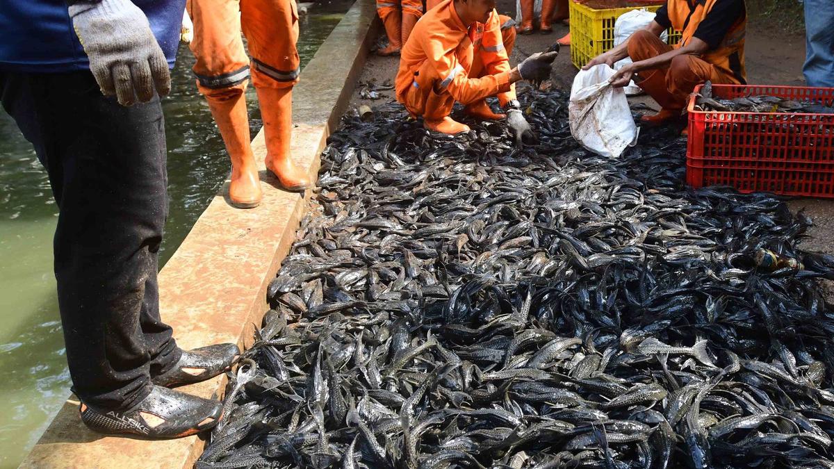 Operasi Ikan Sapu-Sapu di Setu Babakan, Total 3 Ton Ikan Terjaring dalam Tiga Jam