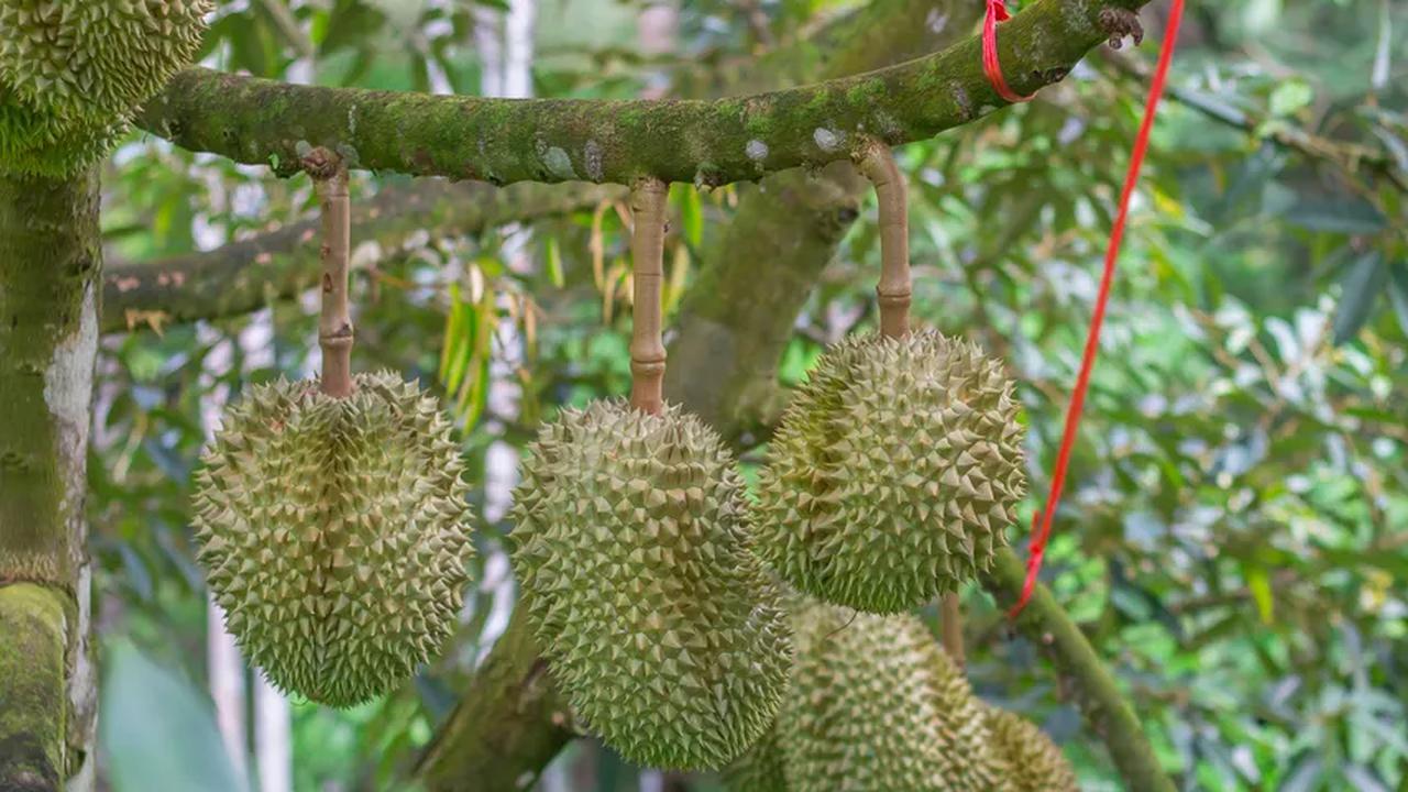 Induk Durian Monthong Ternyata Berasal dari Indonesia