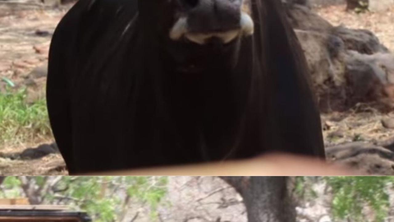 Potret Dimas Banteng Jantan yang Bakal Kawini Lima Betina Taman Nasional Baluran, Bingung saat Pertama Datang ke Situbondo