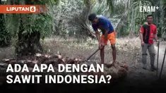 Usai penundaan pemberlakuan UU Anti-Deforestasi Uni Eropa (EUDR) hingga akhir 2025, organisasi lingkungan mengkhawatirkan berlanjutnya penggundulan hutan di Indonesia. Mereka pun mendorong perbaikan tata kelola sawit di Indonesia, mengikuti standar U...