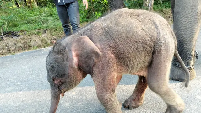Deretan Potret Bayi Gajah Sumatera Betina yang Baru Lahir di Way Kambas, Beratnya 64 Kilogram