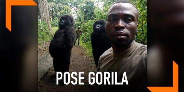 VIDEO: Pose Gorila Seperti Manusia Saat Foto Bareng Penjaga Hutan