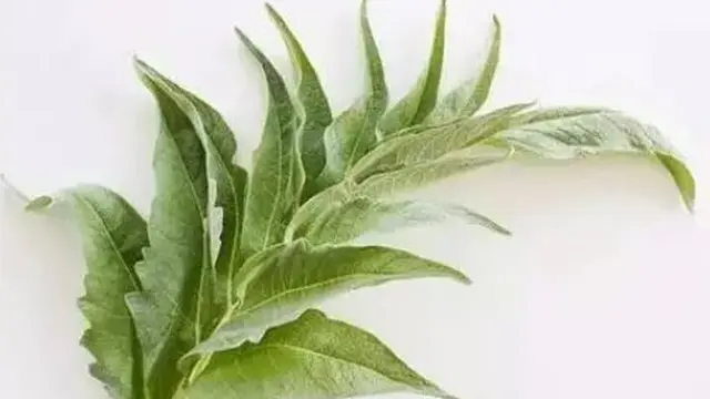 Artichoke. (foto: Pinterest/Daily Li).