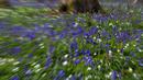 Bluebell, juga dikenal sebagai Eceng Gondok liar, mekar di lantai hutan Hallerbos di Halle, Belgia  20/4/2021). Pada musim semi, pemandangan biru hamparan bunga Bluebell atau eceng gondok liar tengah bermekaran dapat dinikmati di hutan ini. (AP Photo/Virginia Mayo)