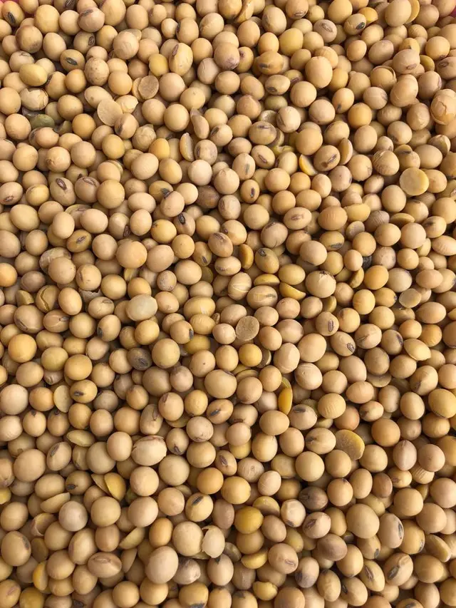 Kalangan pengrajin dan pedagang kacang kedelai Garut, Jawa Barat, gundah terhadap rencana pemberian kacang kedelai bersubdisi jilid 2 pemerintah (Liputan6.com/Jayadi Supriadin)