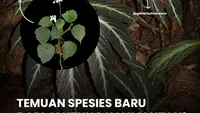 Begonia bukitrayaens, salah satu spesies flora yang ditemukan di Taman Nasional Bukit Baka Bukit Raya, Kalimantan Tengah. (dok. Instagram @kemenhut/https://www.instagram.com/p/DKoqhHZvh4p/Dinny Mutiah)