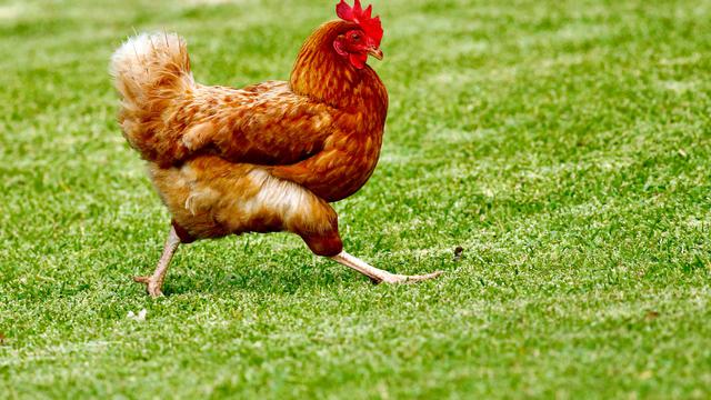 50 Contoh Gambar Hewan Ayam Terbaru