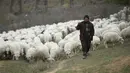 Peternak menggembala domba-dombanya di pinggiran kota Tbilisi, Georgia, Rabu (11/11). Dalam setahun di Georgia mengalami dua musim yang membuat domba dan peternaknya berpindah mencari rumput di tempat lain. (REUTERS / David Mdzinarishvili)