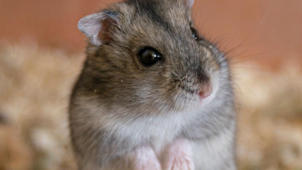 3. Hamster<br>