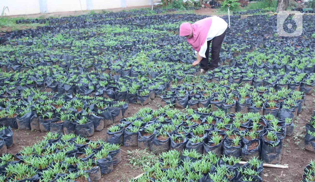 Petugas Dinas Ketahanan Pangan (DKP) Kota Tangerang merawat bibit tanaman di Tangerang, Banten, Rabu (4/11/2020). DKP Kota Tangerang menargetkan membagikan 486 ribu bibit tanaman hingga akhir November 2020 untuk warga melalui kecamatan di tengah pandemi COVID-19. (Liputan6.com/Angga Yuniar)