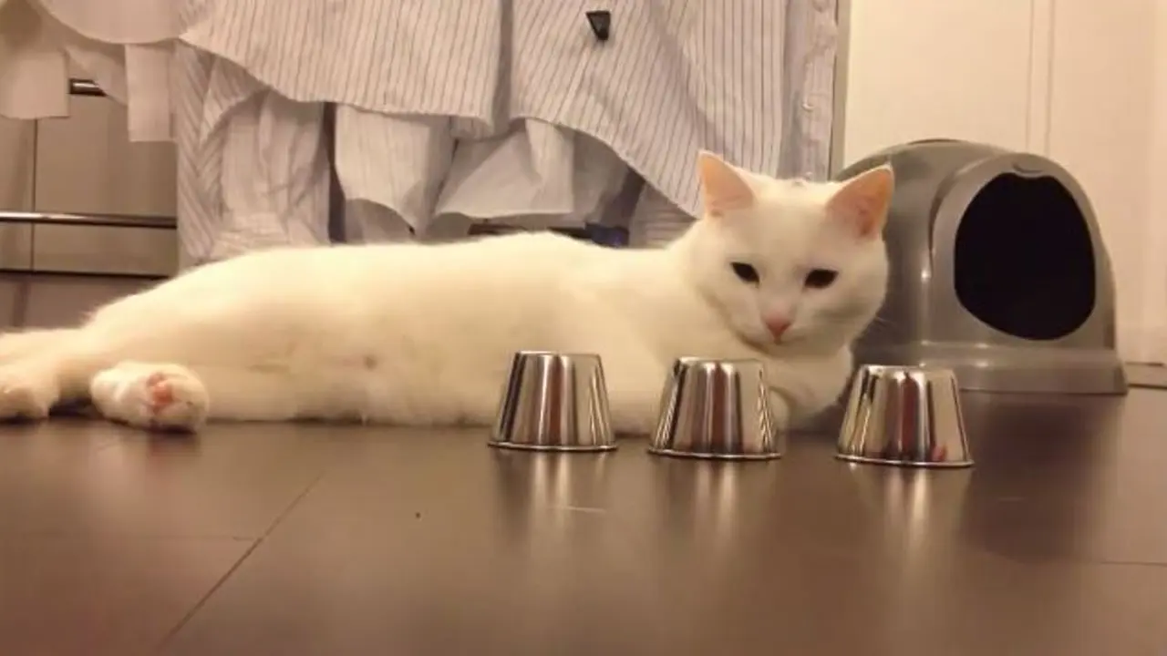 Kucing Pintar Ini Bikin Kamu Minder Jadi Manusia