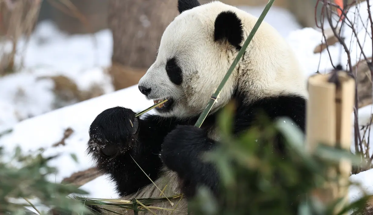 Seekor panda raksasa menyantap bambu di Rumah Panda Xining yang diselimuti salju di Xining, ibu kota Provinsi Qinghai, China barat laut, pada 21 November 2020. (Xinhua/Wu Gang)