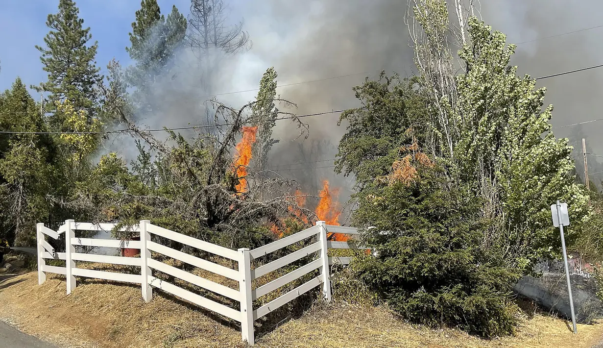 Api menyala di vegetasi kering dari Idaho Maryland Road di Grass Valley, California, Rabu (25/8/2021). Kebakaran hutan California Utara yang telah membakar ratusan rumah bergabung dengan api di timur Los Angeles yang juga menghancurkan bangunan. (Elias Funez/The Union via AP)