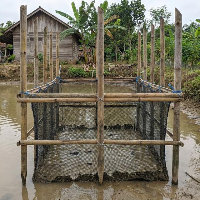 5 Metode Cara Membuat Keramba Ternak Ikan di Kolam Rumahan, Hemat Biaya