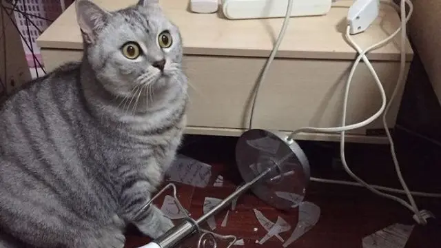 6 Tingkah Lucu Kucing Saat di Rumah, Mau Marah Tapi Gemesin
