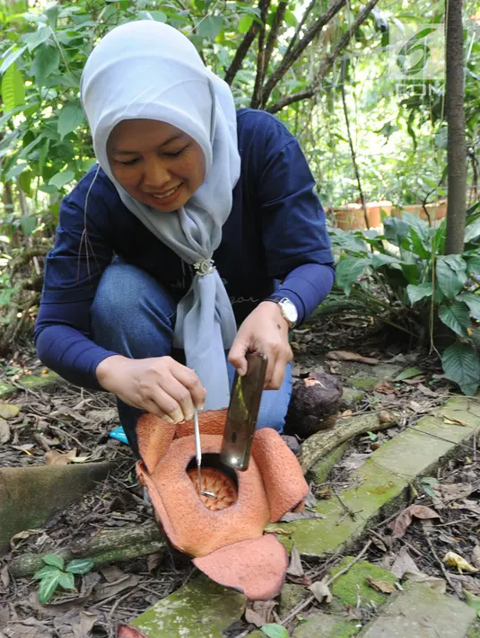 Peneliti Sofie Mursidawati mengecek jenis kelamin bunga Rafflesia Patma yang mekar di Kebun Raya Bogor, Jawa Barat, Minggu (15/9/2019). Jika cuaca sedang lembab, setiap bunga bisa mekar sempurna lebih dari tiga hari. (merdeka.com/Arie Basuki)