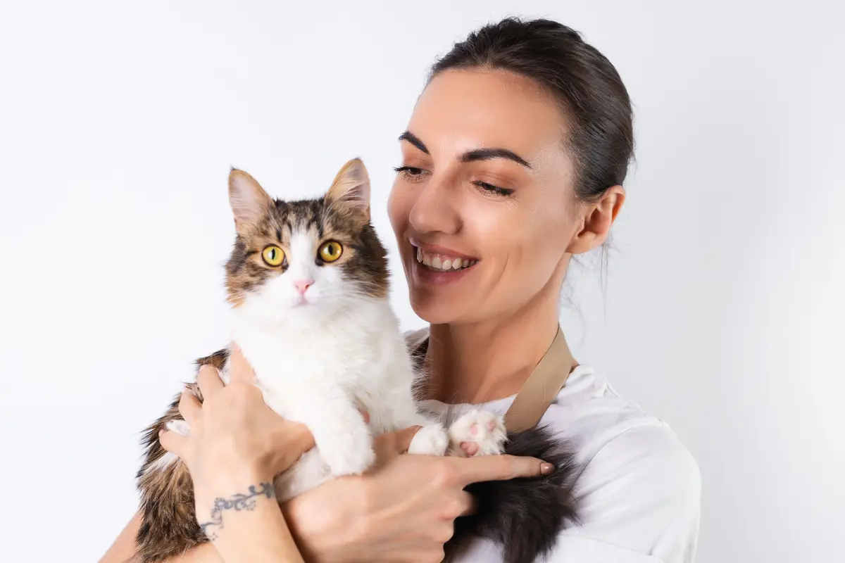 Ilustrasi Kucing Peliharaan