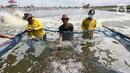 <p>Nelayan saat panen udang di tambak Desa Ketapang, Kabupaten Tangerang (21/01/2022). Program Gerakan Pembangunan Masyarakat Pantai (Gerbang Mapan) bertujuan untuk mempercepat penyediaan infrastruktur dasar pengembangan perekonomian dan wisata masyarakat pesisir.(Liputan6.com/Fery Pradolo)</p>