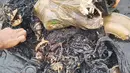 Tumpukan sampah yang ditemukan dalam perut bangkai paus sperma di perairan Wakatobi, Sulawesi Tenggara, Senin (19/20). Paus dengan panjang 9,5 meter itu ditemukan dalam kondisi sudah mati dan mulai membusuk. (Liputan6.com/HO/Alfi Kusuma Admaja/KKP)