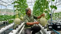 6 Cara Merawat Melon Hidroponik agar Buah Besar dan Manis hingga Panen