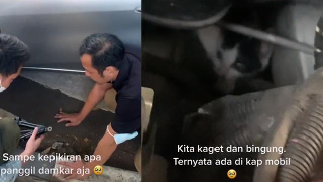 Kucing di kap mesin mobil (TikTok/@hello.satria)