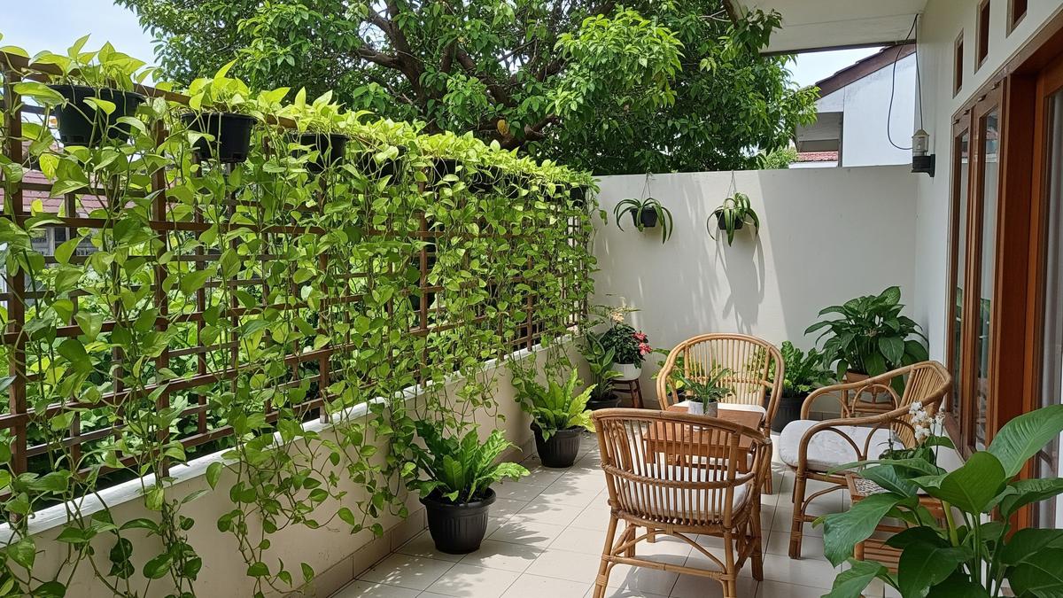8 Ide Teras dengan Pagar Tanaman Sirih Gading Rambat, Hijau, Rapi dan Bikin Betah