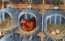 10 Desain Kandang Ayam dari Galon Bekas, Sederhana dan Mudah Dibuat