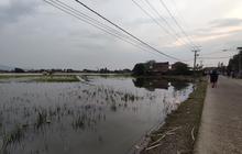 Banjir Rendam 85 Persen Lahan Pertanian di Tegalluar Bandung, Petani Gagal Panen