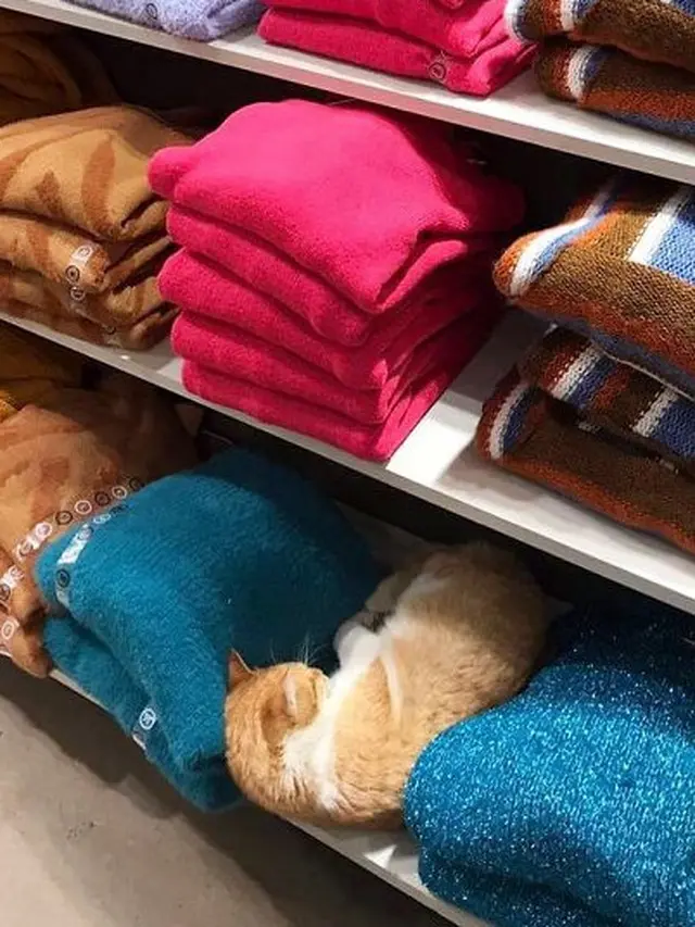 7 Potret Menggemaskan Kucing Lagi Jaga Toko, Kocak Banget