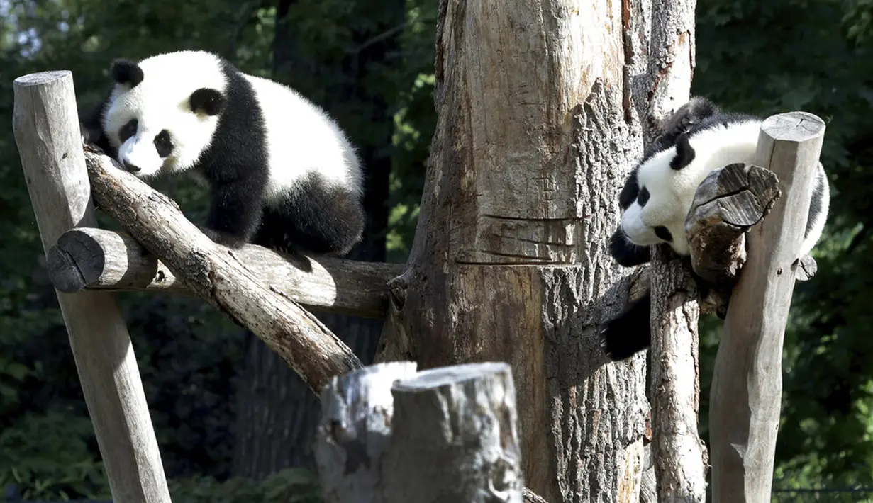 Anak panda Meng Xiang (nama panggilan Piet), kanan, dan Meng Yuan (nama panggilan Paule), kiri, memanjat dalam kandang saat ulang tahun pertama mereka di Berlin, Jerman, Senin (31/8/2020). (AP Photo/Michael Sohn)