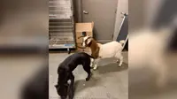 Kabur Bareng dari Rumah, Anjing dan Kambing di South Carolina Ditangkap Polisi