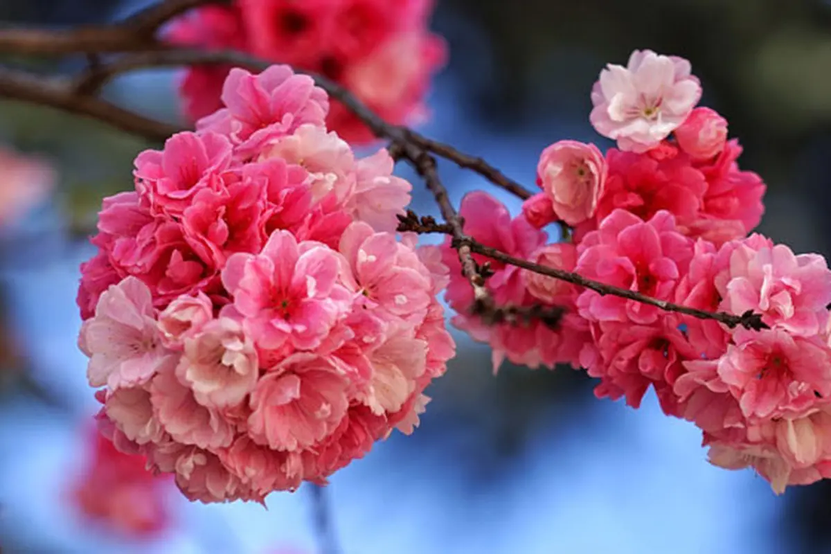 Selain Terkenal dengan Keindahannya, Bunga Sakura Juga Efektif Mencerahkan Kulit