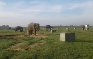 Nasib Gajah Sumatera di Tengah Kebakaran Way Kambas