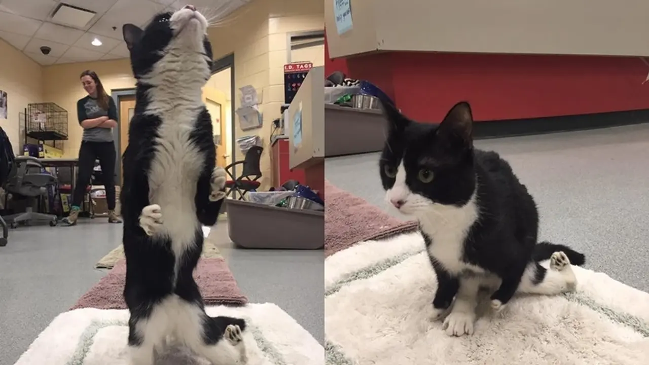 Bahagianya Ivan, si Kucing Kaki Pelintir Akhirnya Punya Rumah