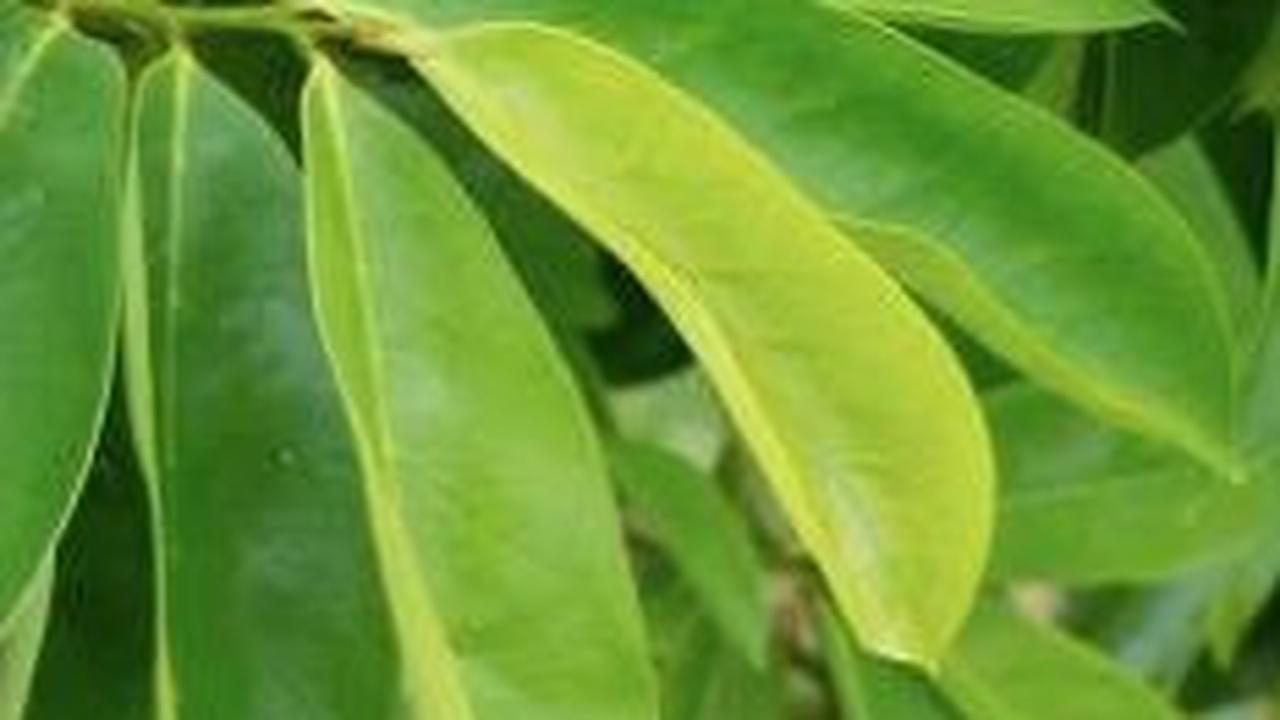 Manfaat Daun Sirsak<br>