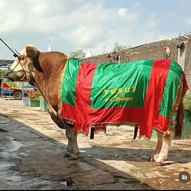 Potret sapi kurban Inul Daratista (Sumber: Instagram/@inul.d)